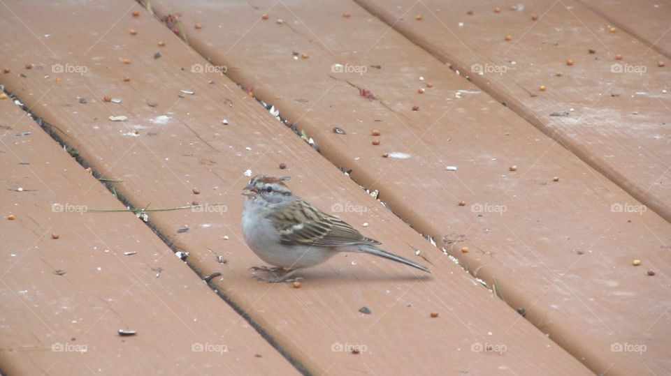 Bird eating seed