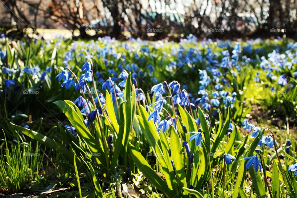 spring bloom of blue perennial flowers