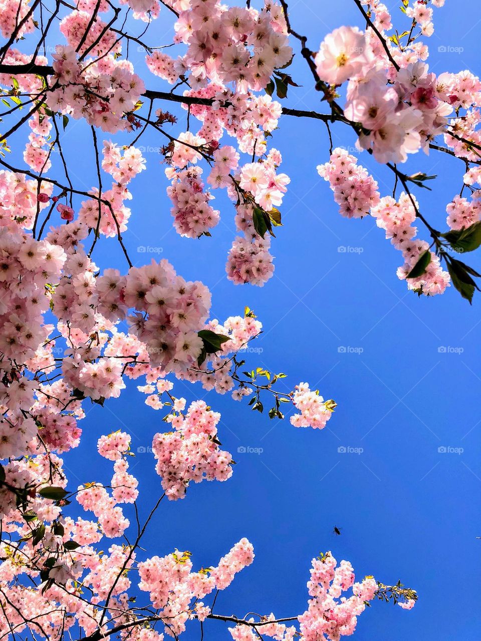 Barbie style! Cherry blossom sakura against blue sky 