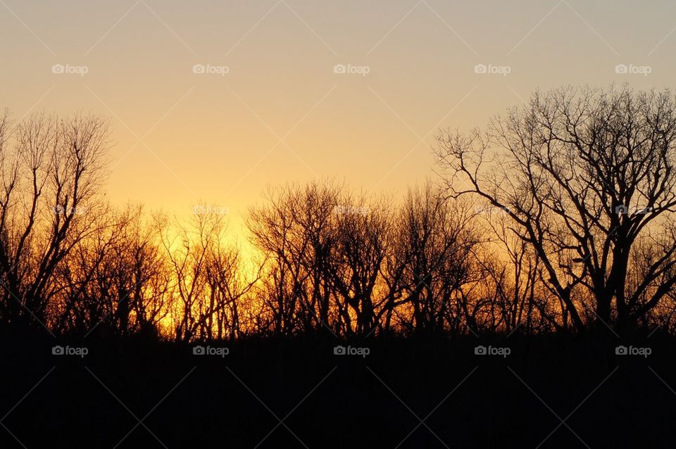 Sunset horizon beyond tree line