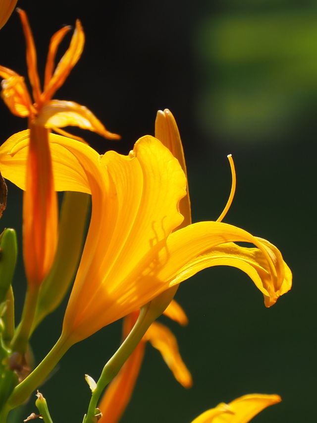 Lilly