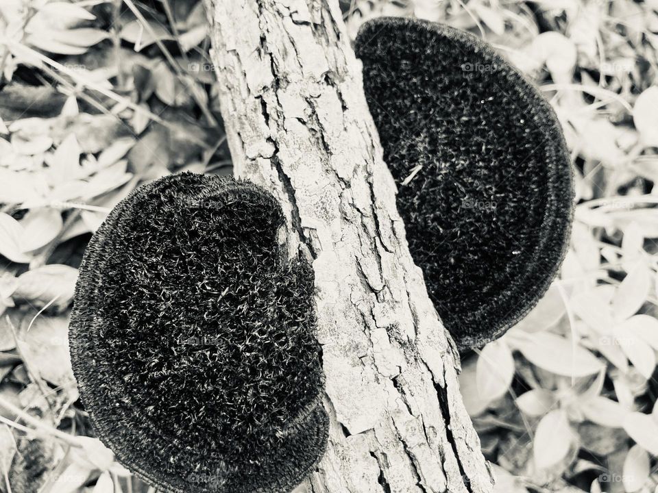 Shelf fungus in Florida 