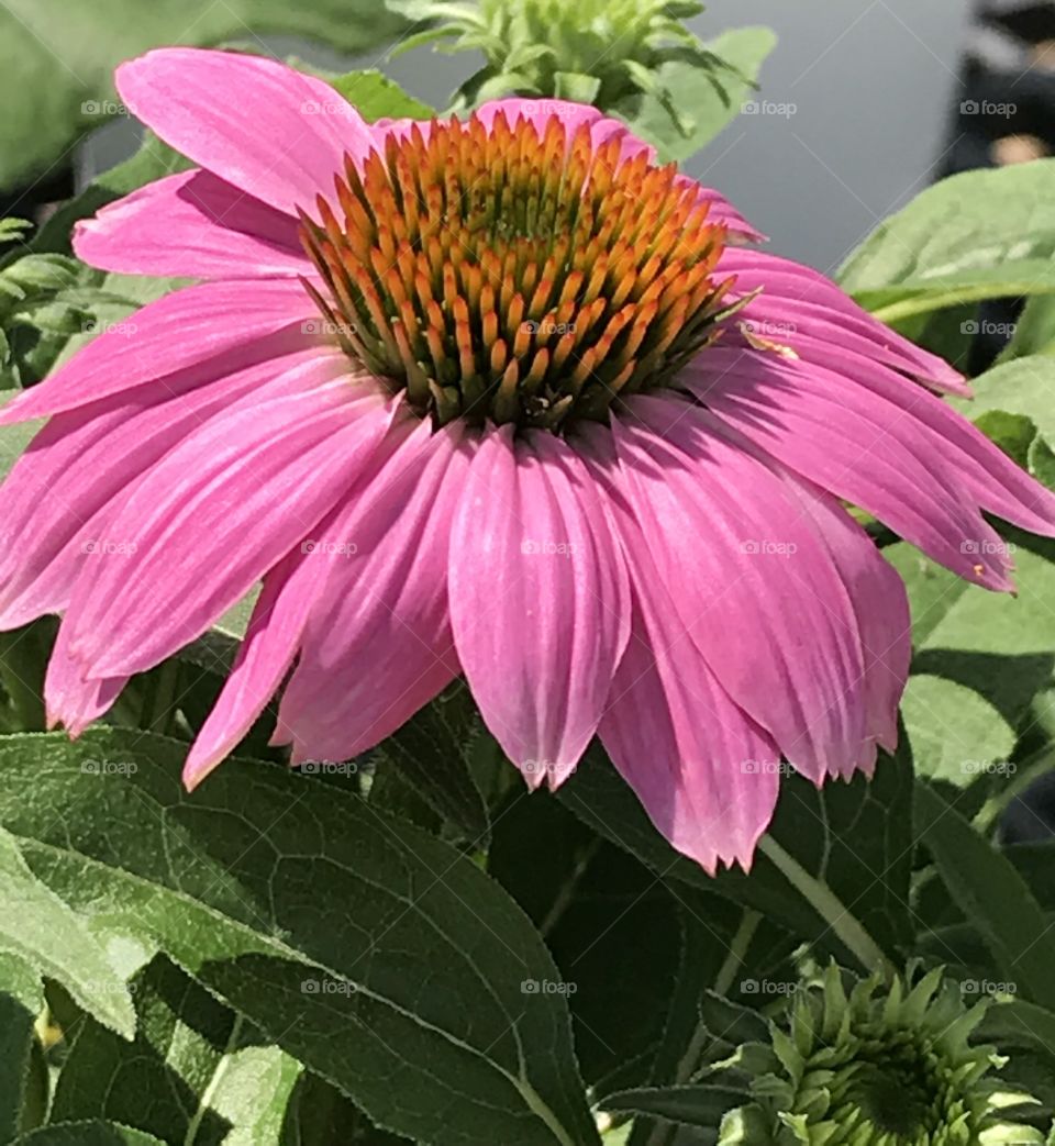 Pink flower with prominent orangish red center