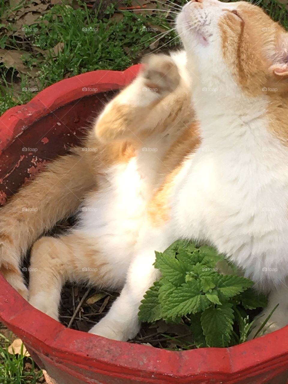 My pussy willow and mint in a pot. Can’t keep my Tom cat out of this planter Arrr!