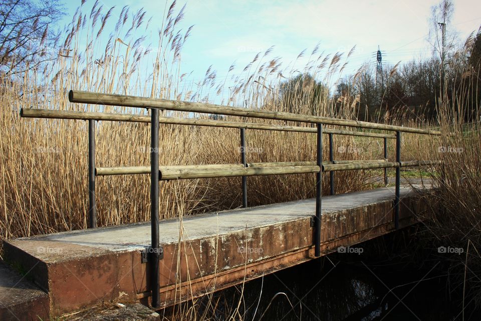 bridge in the nature