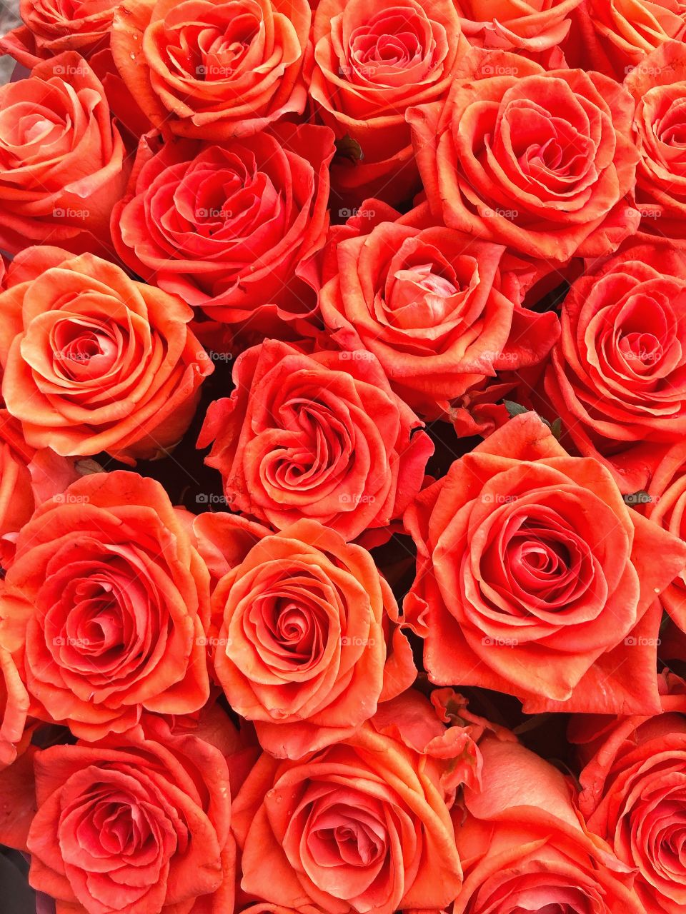 Roses background 