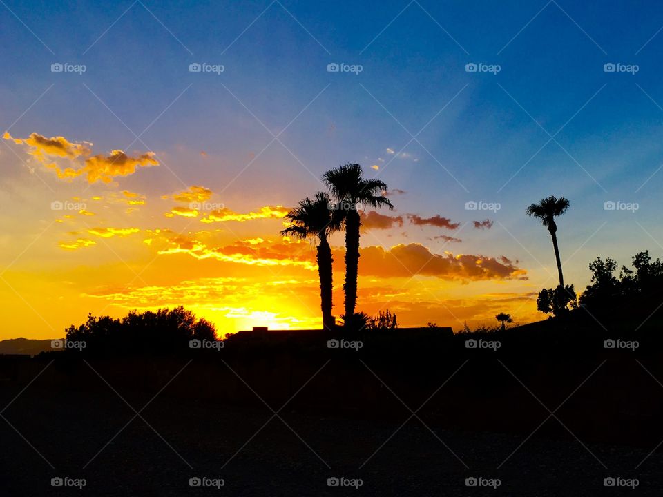 Palm trees silhouetted against brilliant sunset
