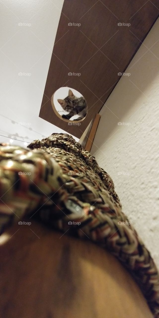 kitten peering down a hole