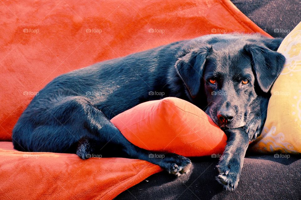 Dog resting on sofa