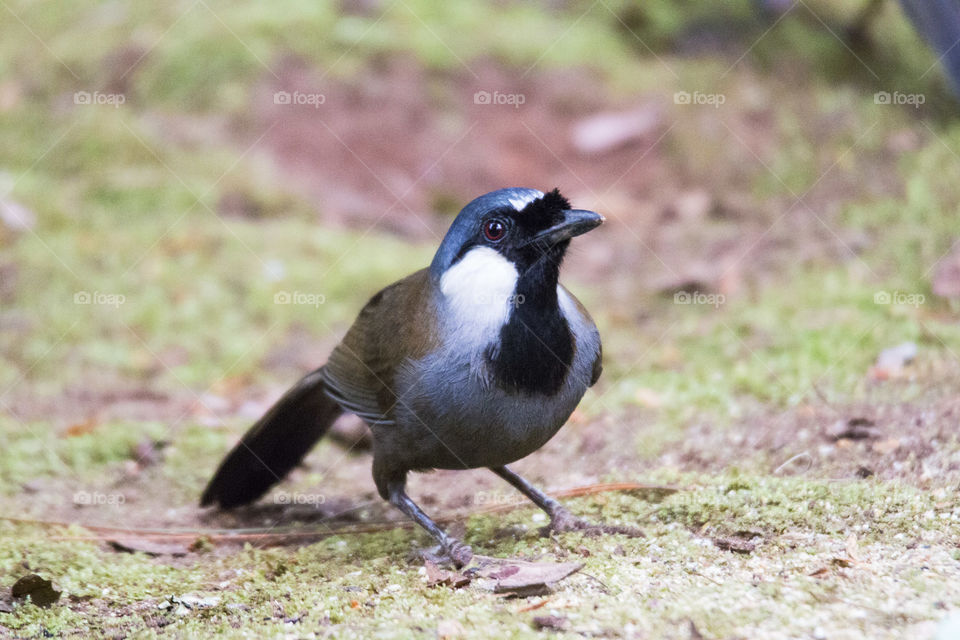 Bird ID - Black-Throated Laughingthrust