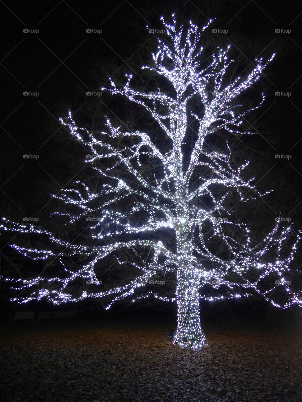 Light tree in the night