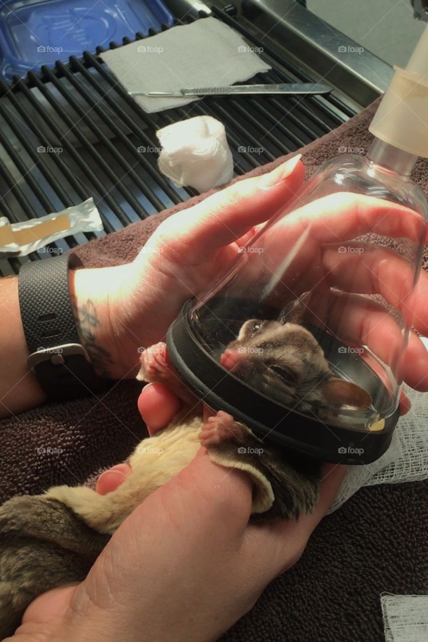 Performing anesthesia for surgery on my sugar glider at work. 