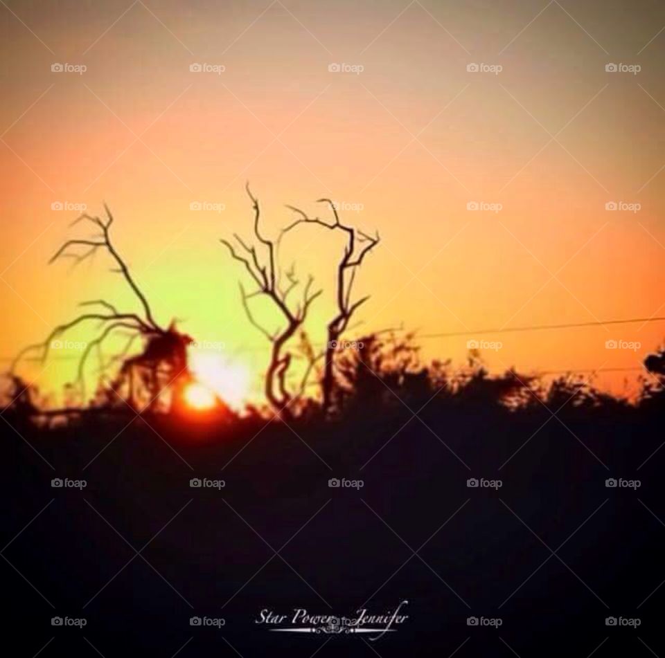 #tree #sunset #light #yellow #nature
 