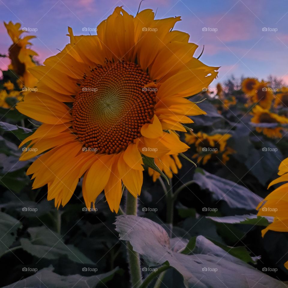 beautiful sunflower sunset  close up