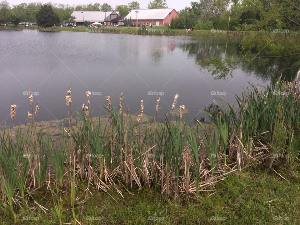 Cattails