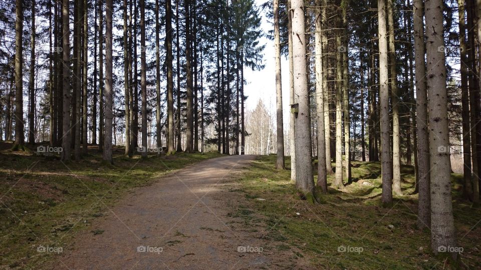 Empty path passing through forest in Sweden