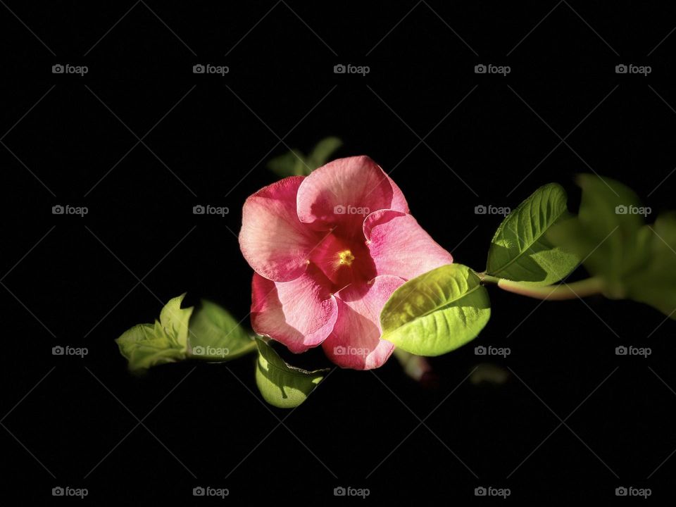 Floral photography - Stage light shot - Natural lighting 