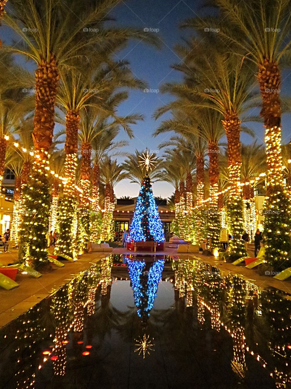 Dazzling holiday lights, Christmas tree, palm trees and water.