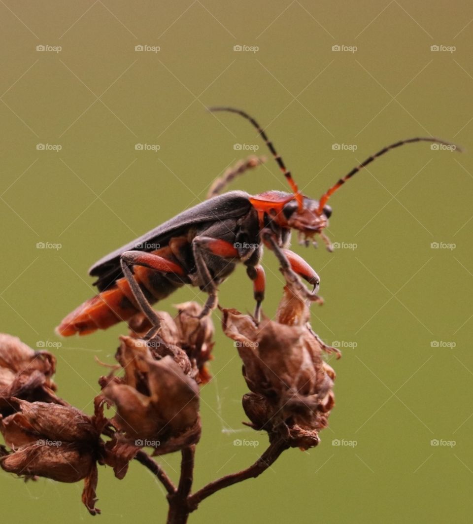 Insect, Beetle, No Person, Wildlife, Nature