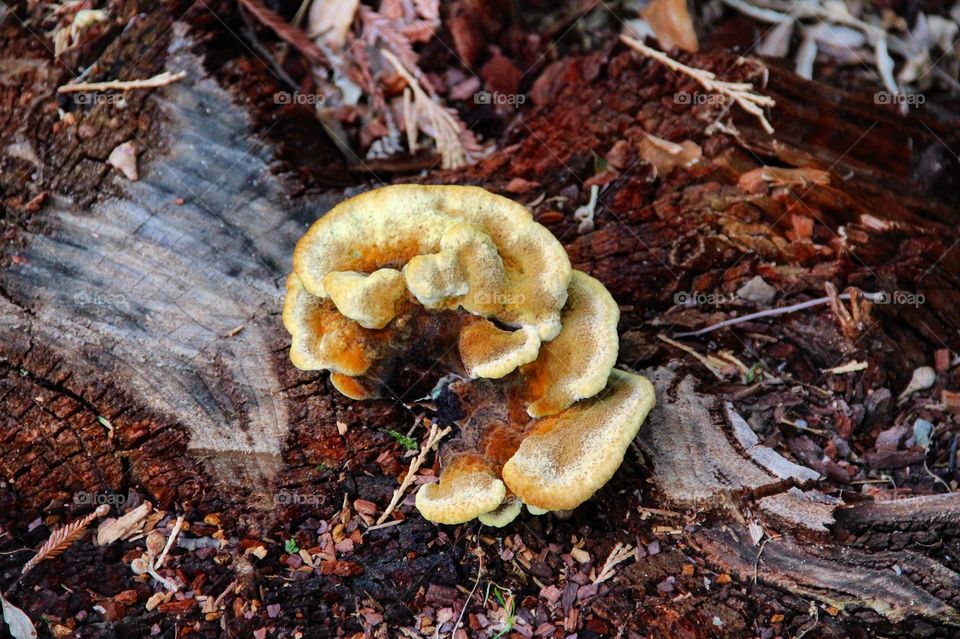 Mushroom growing on dirt field