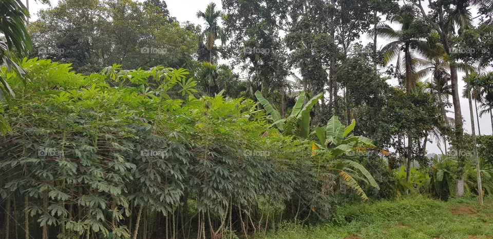 plant