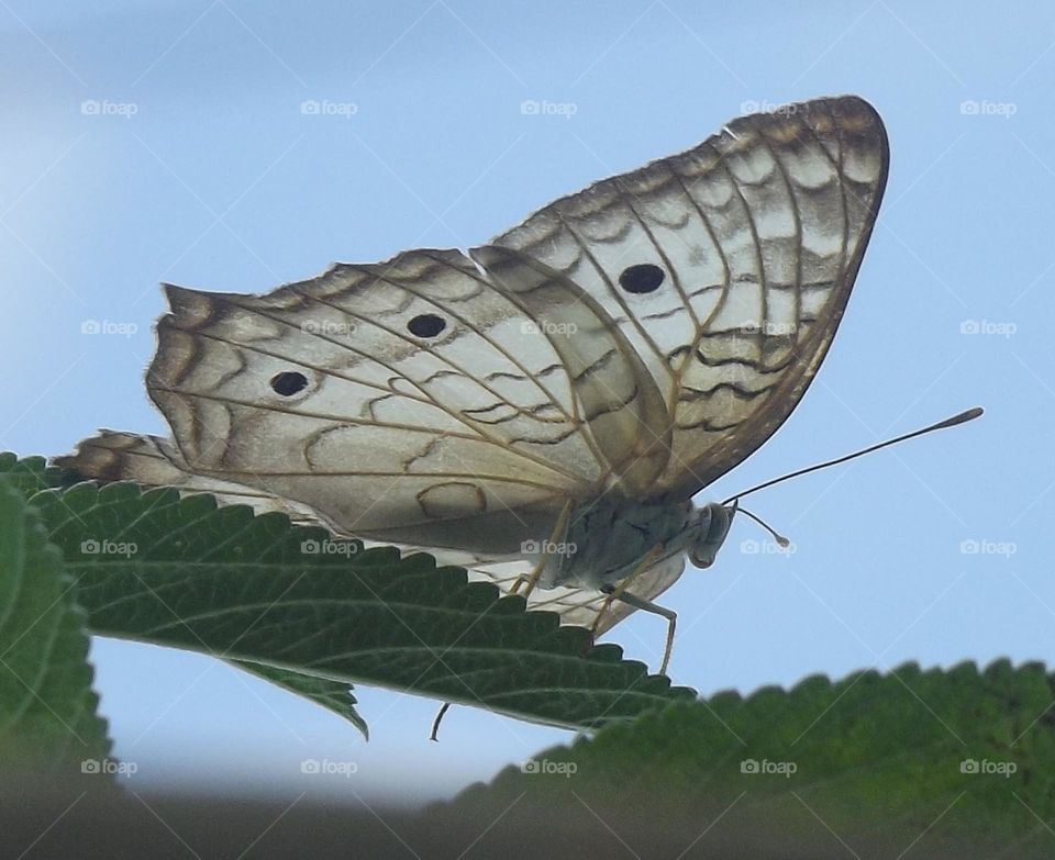 butterfly relaxing