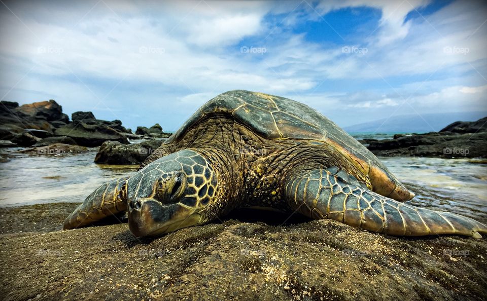 Turtle on rock near the sea