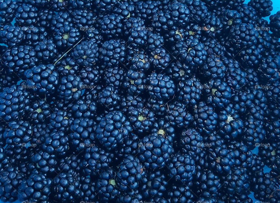Full frame of freshly picked blackberries