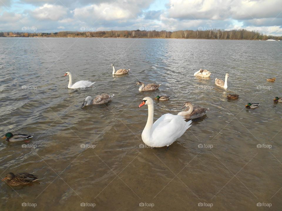 urban birds ducks and swans on a city lake