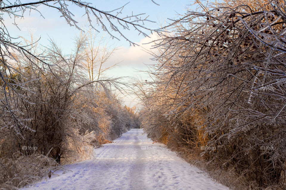 A walking trail through a frozen winter forest at golden hour
