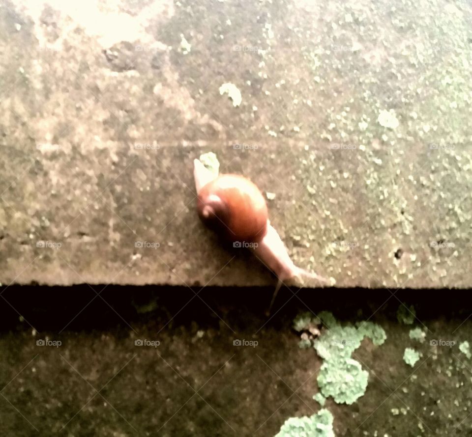 snail on the wall