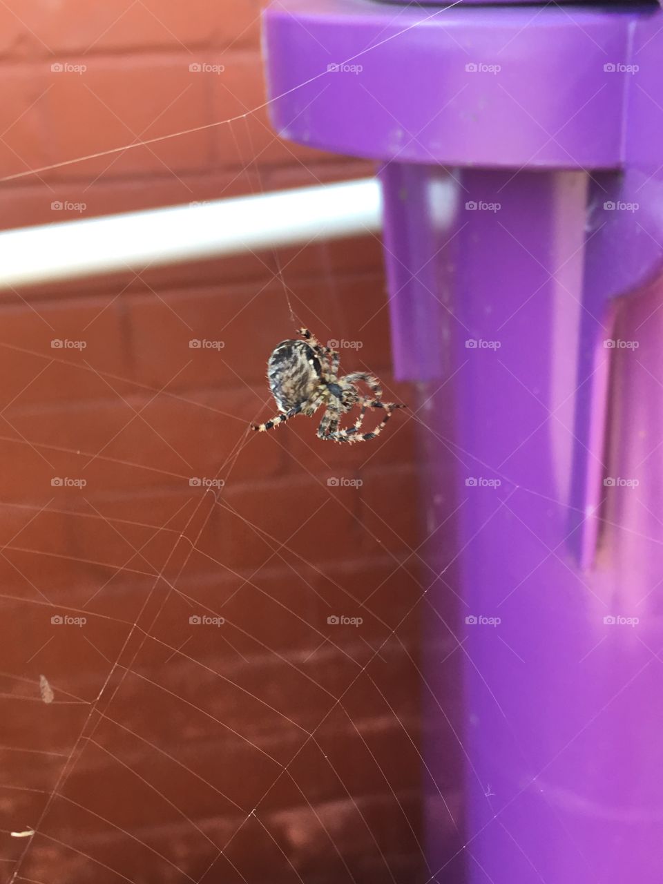 Spider in purple bin 