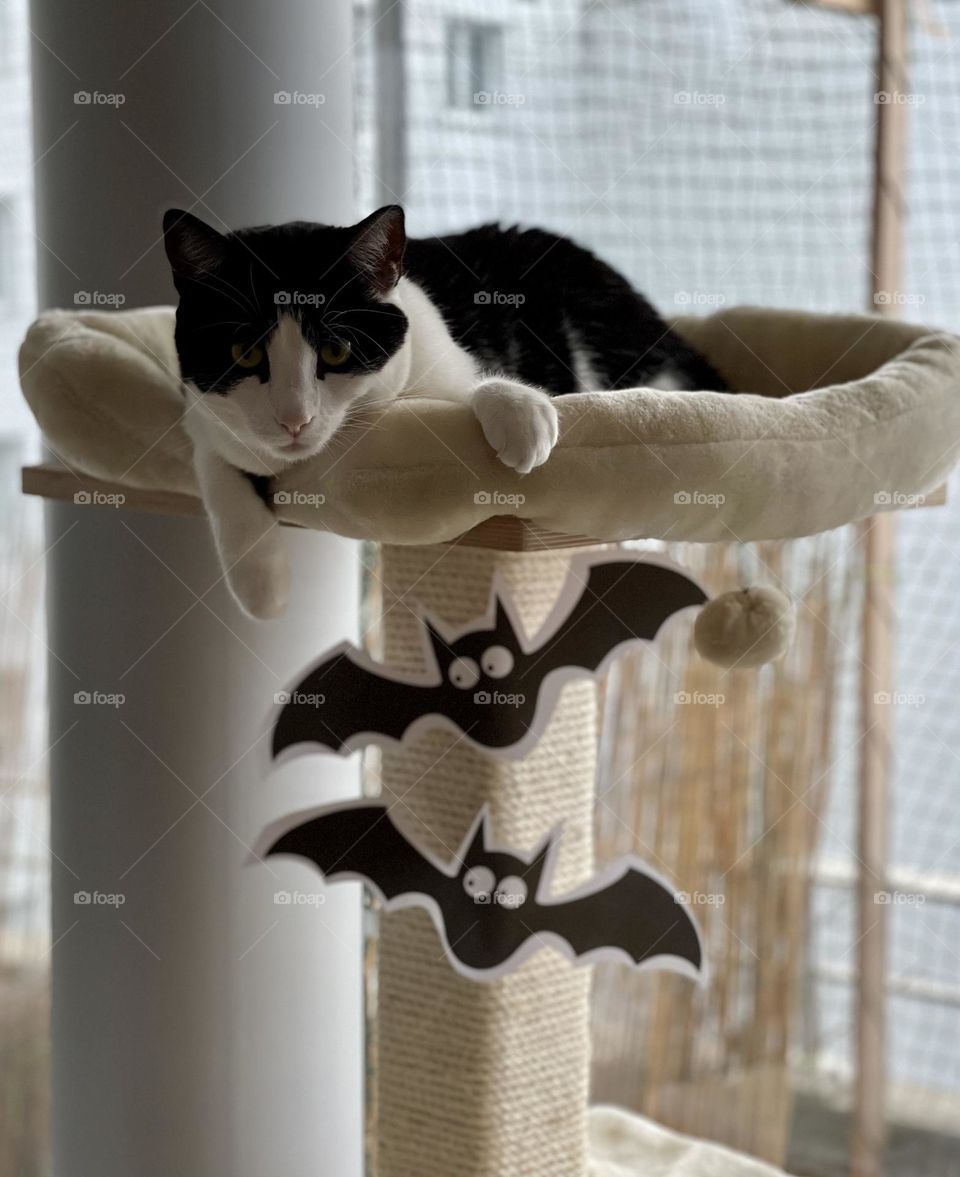 Black and white tuxedo domestic European cat sitting on a car trees decorated with Halloween paper bats 