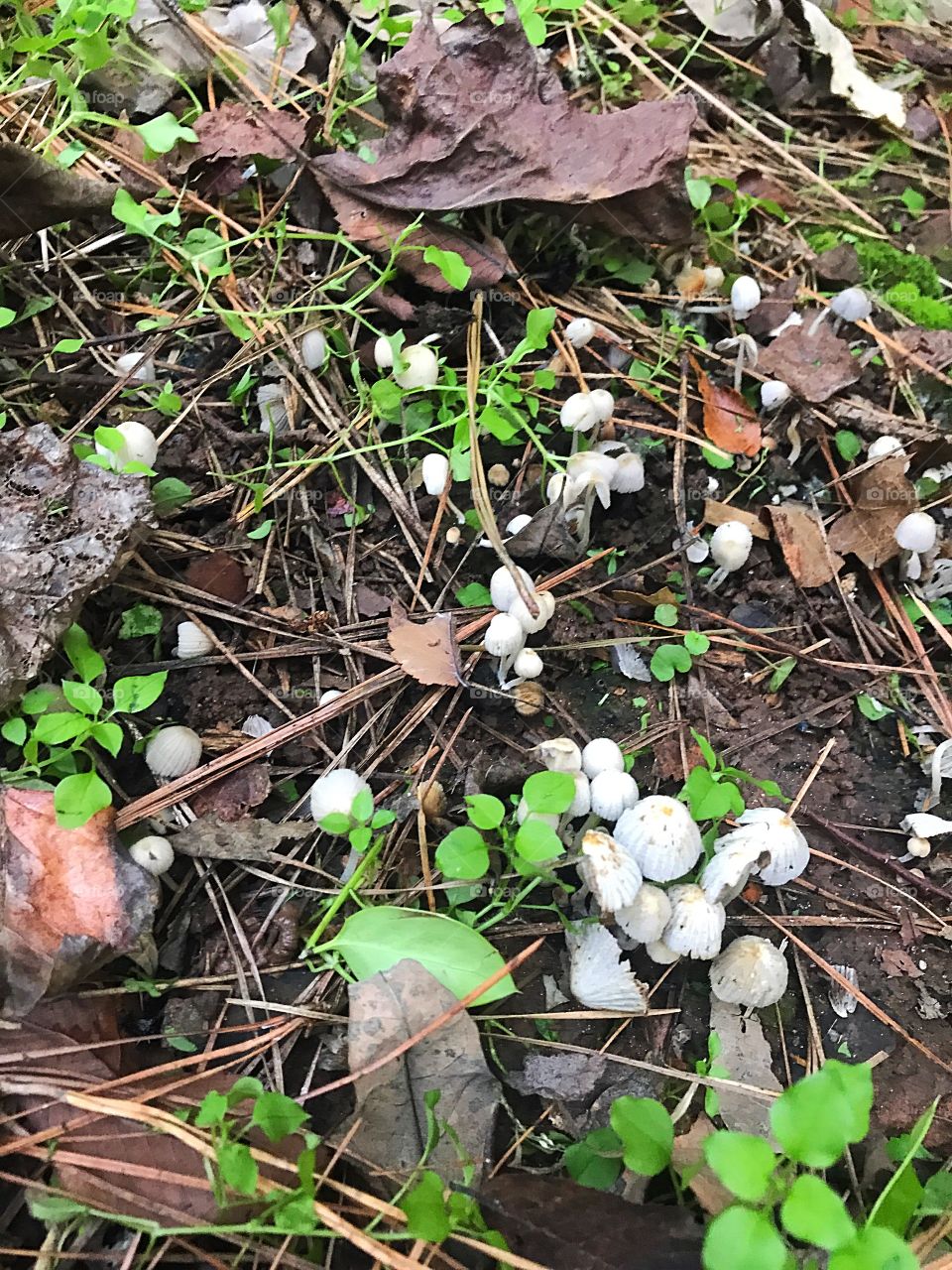 Small white mushrooms in a patch of dirt dotted with brown pine needles, bark, and green leaves and weeds