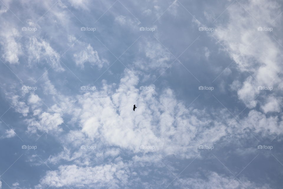 Blue sky, white clouds and a black bird