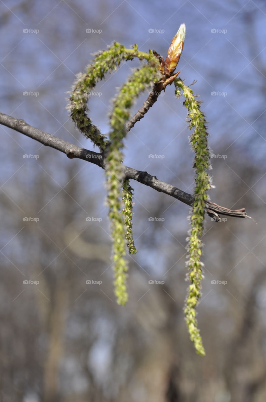 Birch catkins