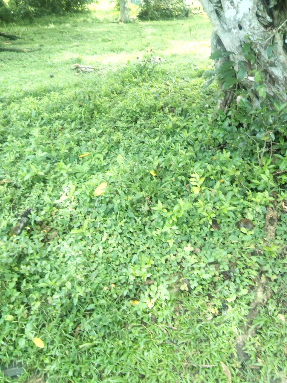 the way you see this picture of the grass that grown on the ground it is very green