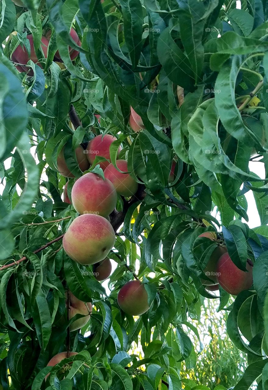 Peaches in the Orchard