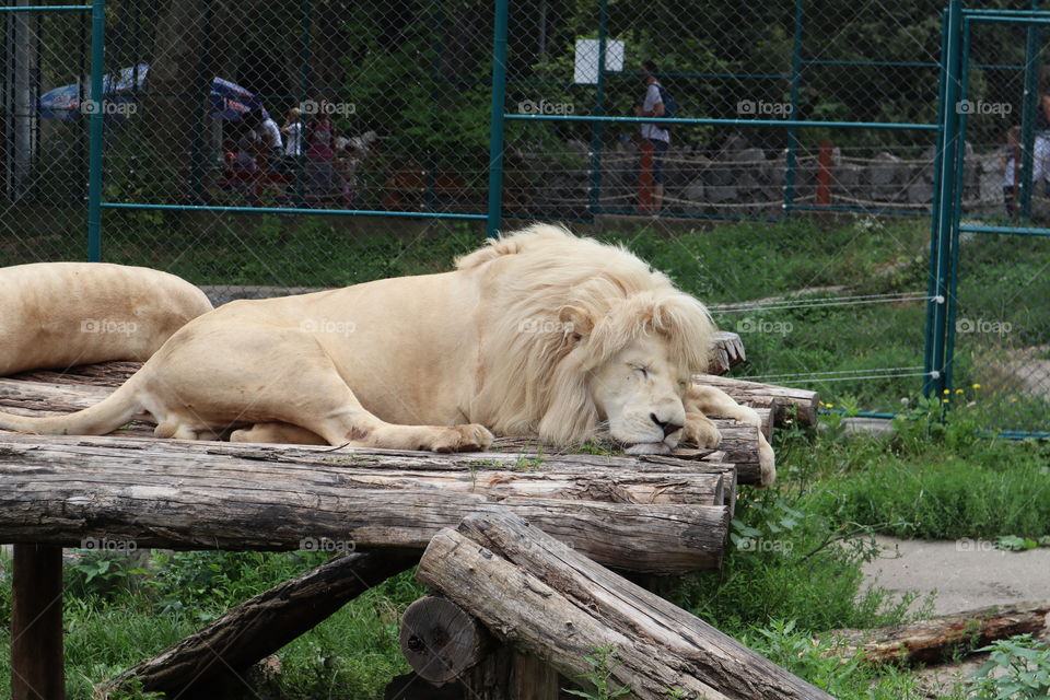 This picture was taken at the Belgrade Zoo.