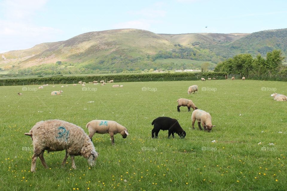 Spring sheep in field meadow flowers hills somerset