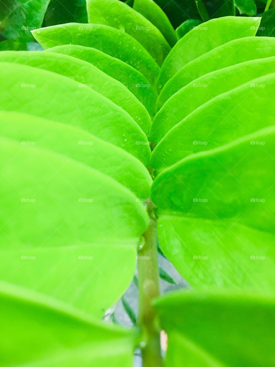 leaves