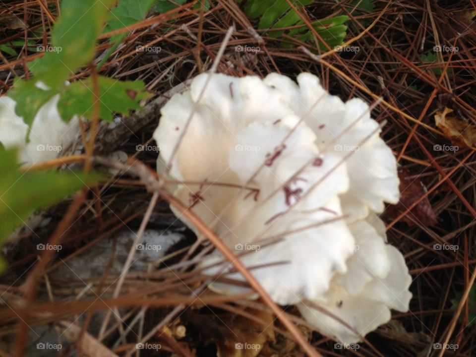 Fungus