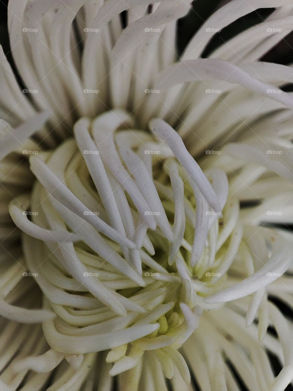 Macro photo of a summer plants