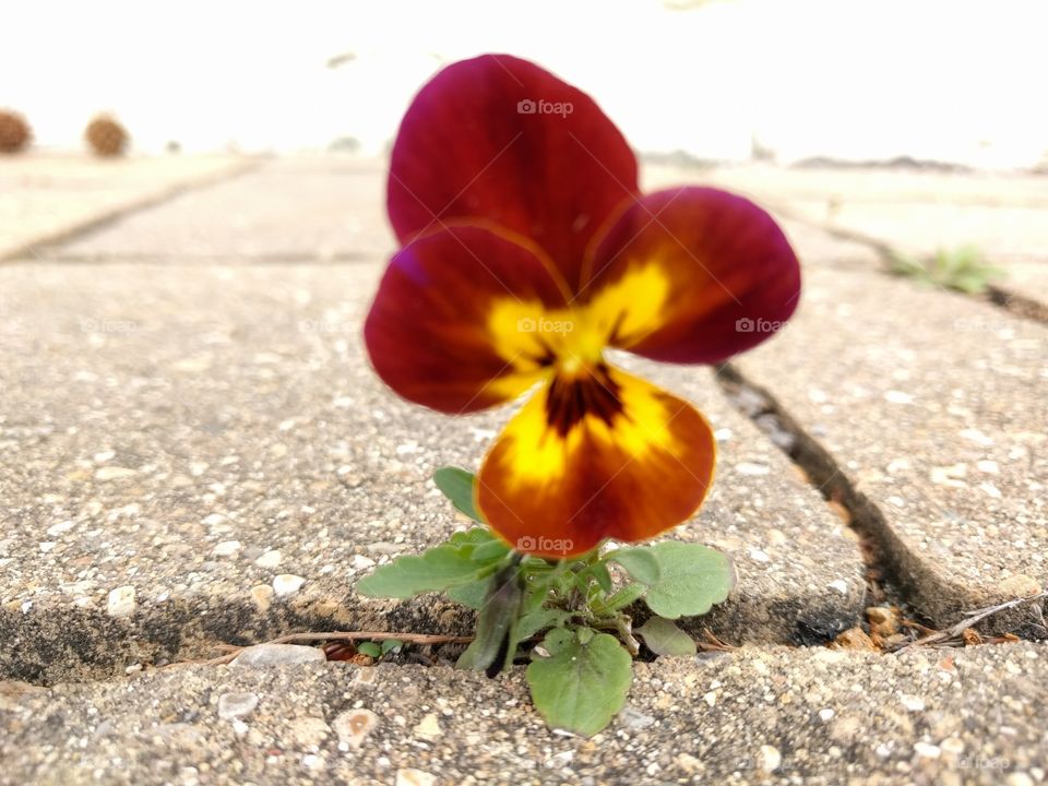 Pansy on a front porch