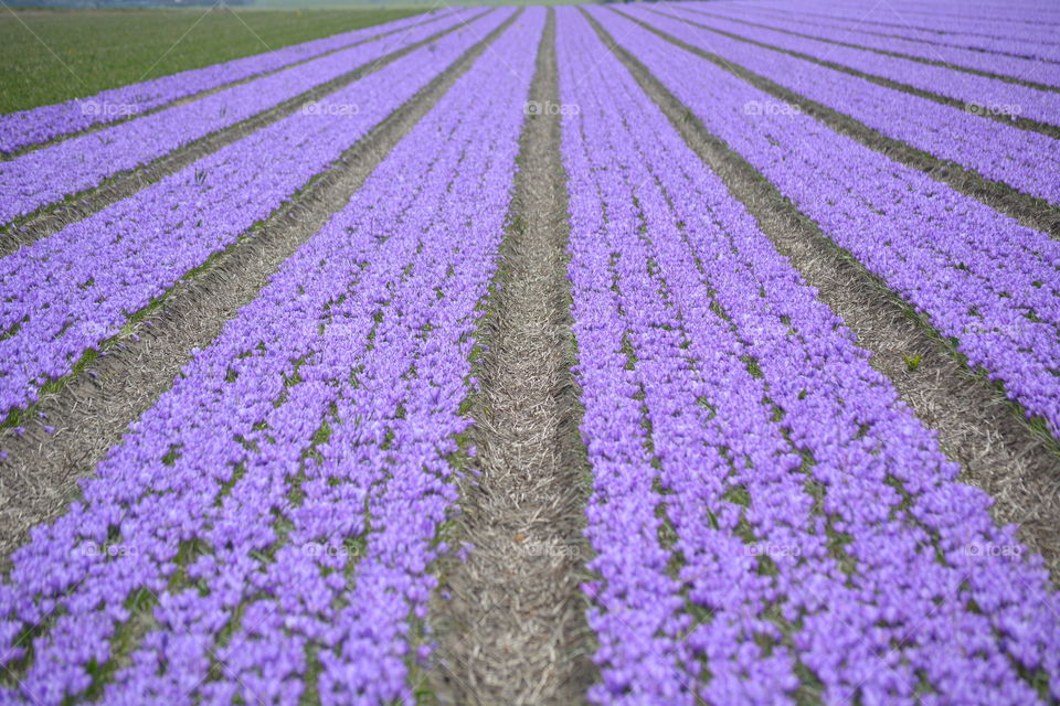 Field with crocuses