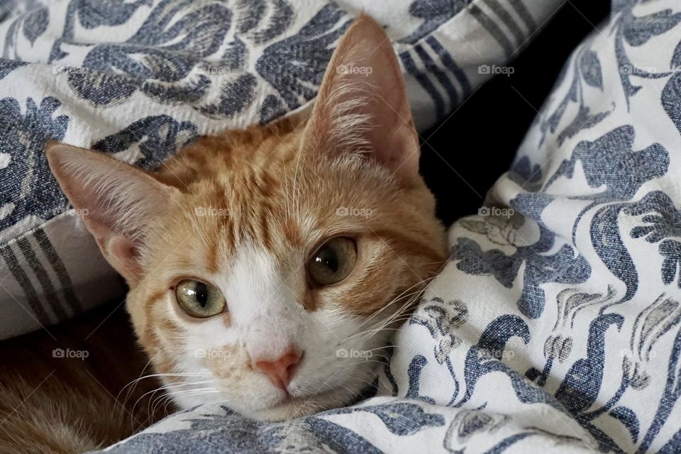 My friends kitten hiding in between two cushion 