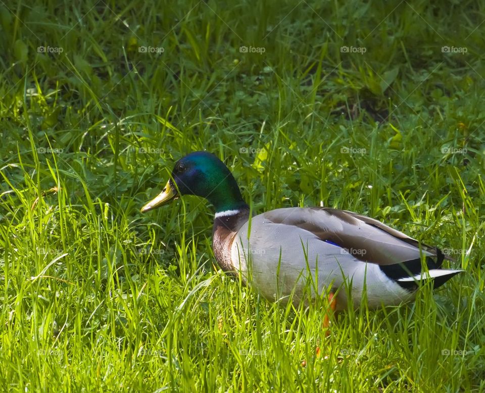 Mallard