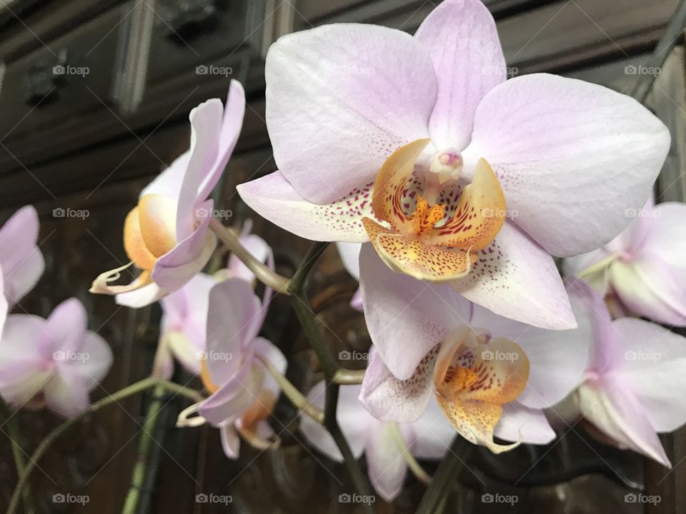 My blooming orchids 