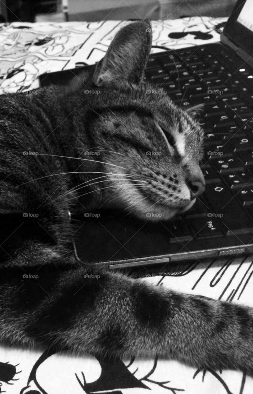 Gatto dorme su computer