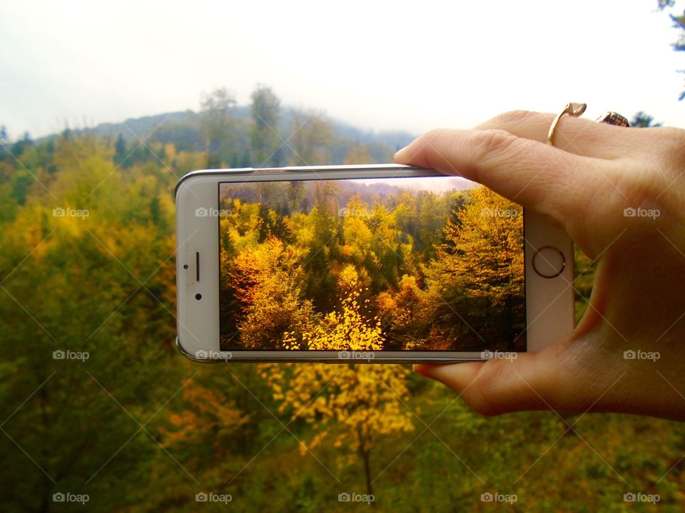 Hand holding smartphone with a photo of yellow forest against background of Yellow forest